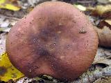 Russula cuprea 