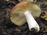 Russula cuprea