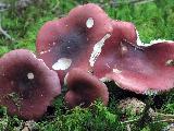Russula aquosa 