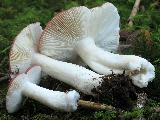 Russula aquosa 