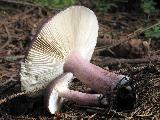 Russula queletii 