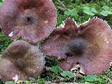 Russula queletii 