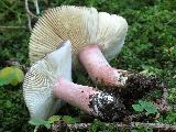 Russula queletii 