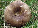 Russula densifolia 