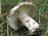 Russula densifolia