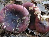 Russula sardonia 