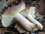 Russula sardonia 