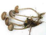 Mycena pseudopicta 