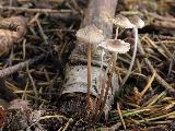 Mycena vitilis