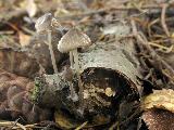 Mycena vitilis