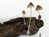 Mycena vitilis