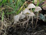 Mycena aetites