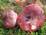 Russula silvestris