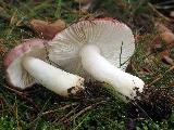 Russula silvestris