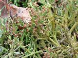 Cladonia furcata 