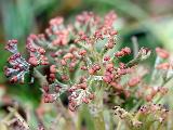 Cladonia furcata 