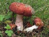 Russula amarissima