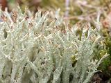 Cladonia uncialis 