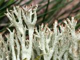 Cladonia uncialis 