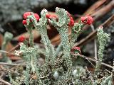 Cladonia coccifera 