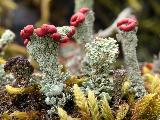 Cladonia coccifera