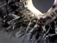 rhiziny