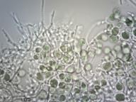 fotosymbiont