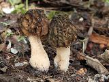Morchella semilibera