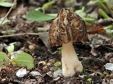 Morchella semilibera