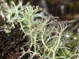 Cladonia rangiformis