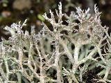 Cladonia rangiformis