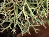 Cladonia rangiformis