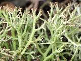 Cladonia rangiformis