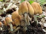 Coprinellus micaceus 