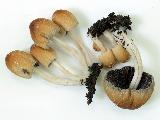 Coprinellus micaceus 