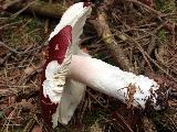 Russula paludosa