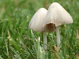 Conocybe albipes 