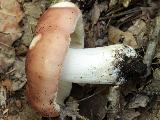 Russula vesca