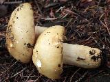 Russula viscida 