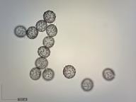 foto Karel Tejkal foto Karel Tejkal