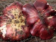 foto Karel Tejkal foto Karel Tejkal