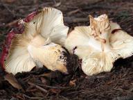 foto Karel Tejkal foto Karel Tejkal