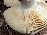 Russula paludosa