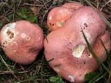 Russula rosea
