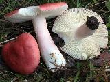 Russula sanguinaria 