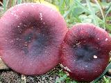 Russula xerampelina