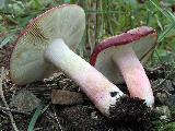 Russula xerampelina