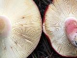 Russula xerampelina