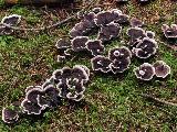 Phellodon melaleucus 