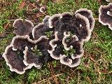 Phellodon melaleucus 